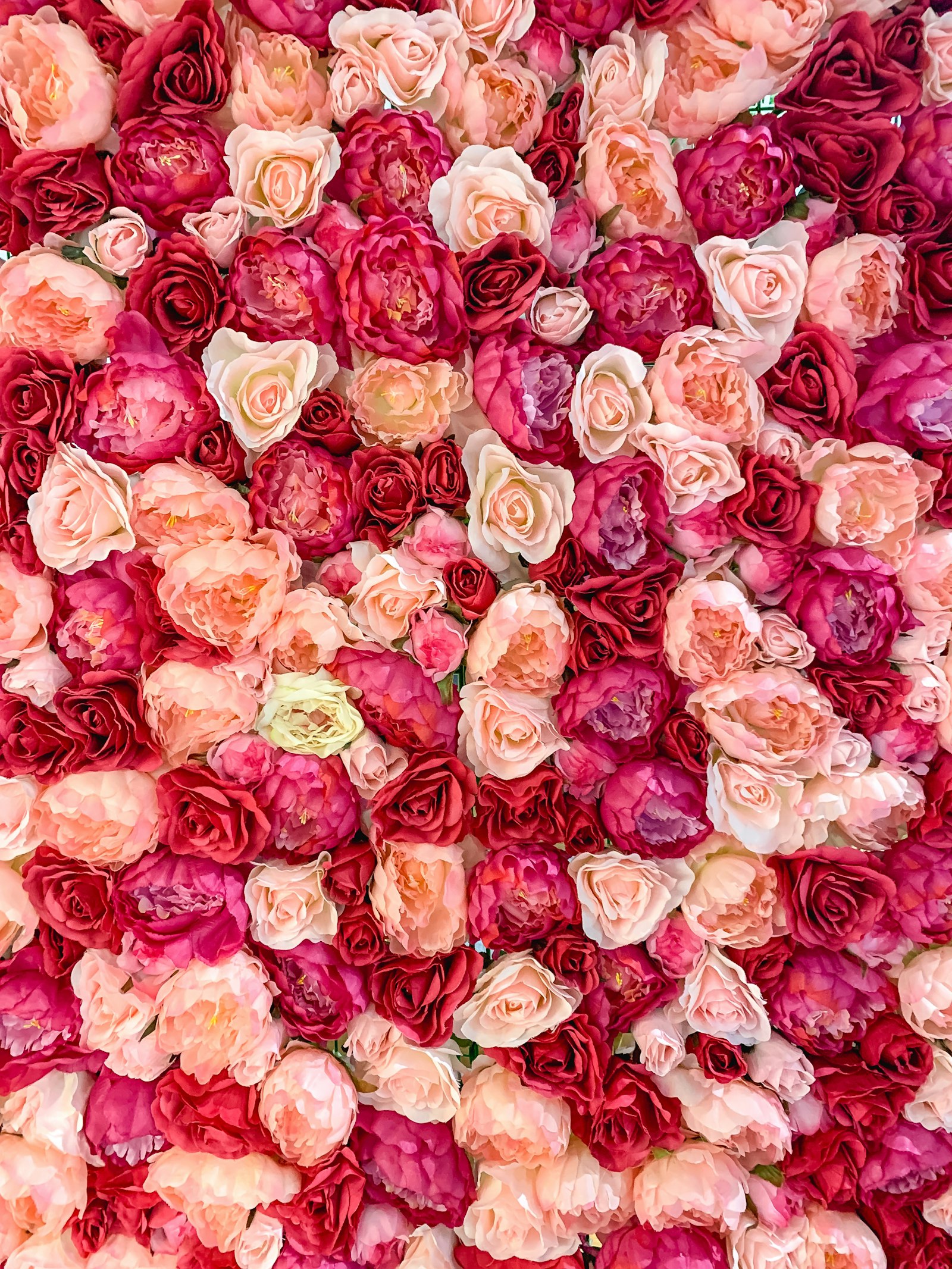 Full-frame flower wall of pink and white roses and peonies